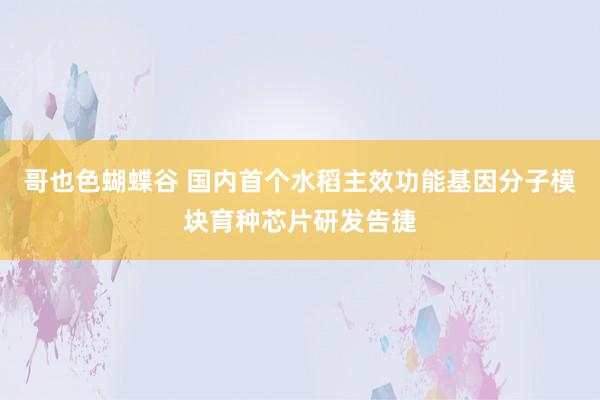 哥也色蝴蝶谷 国内首个水稻主效功能基因分子模块育种芯片研发告捷