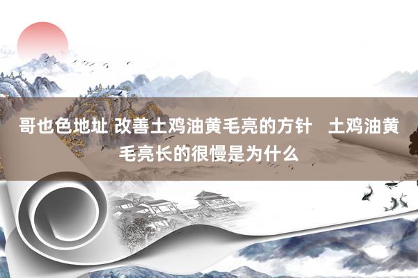 哥也色地址 改善土鸡油黄毛亮的方针   土鸡油黄毛亮长的很慢是为什么